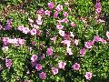 Explorer Pink Petunia / Petunia 